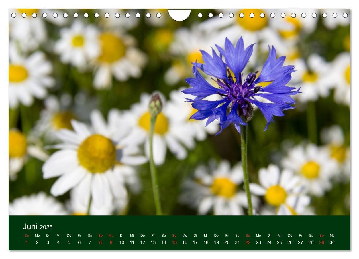 Bild: 9783435663613 | Blumen und Blüten (Wandkalender 2025 DIN A4 quer), CALVENDO...