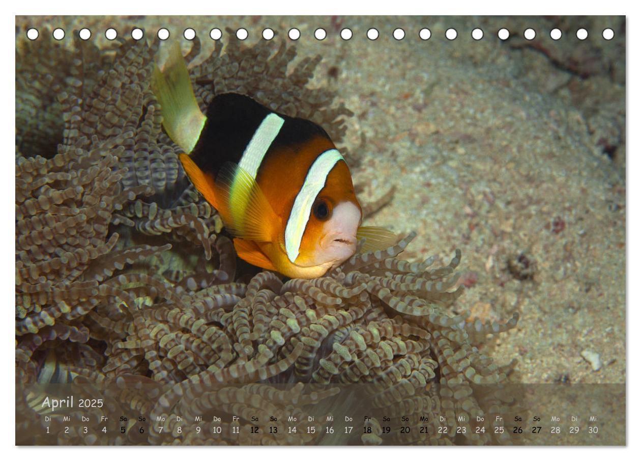 Bild: 9783435351169 | Anemonenfische - Streitbare Gesellen (Tischkalender 2025 DIN A5...