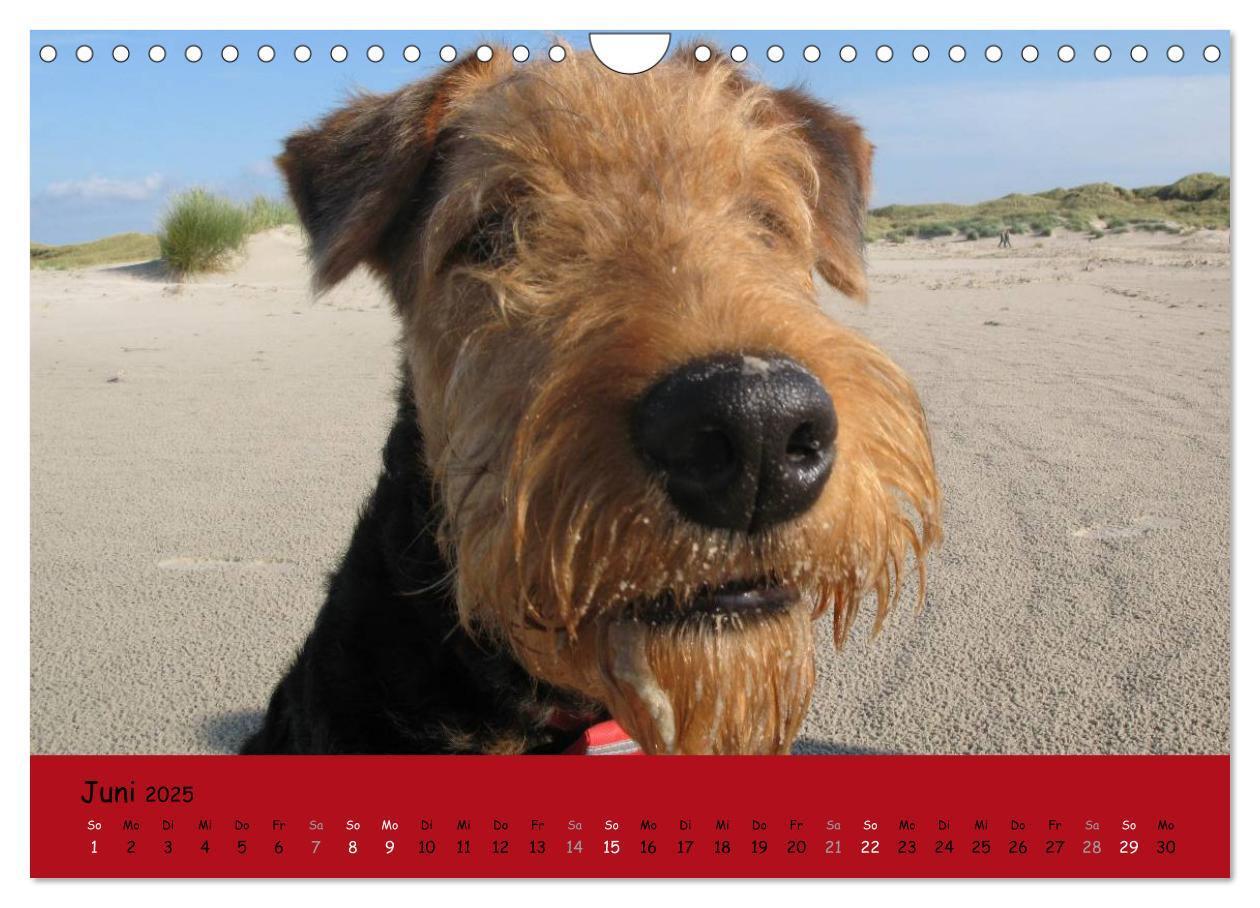 Bild: 9783435666003 | Airedale Terrier (Wandkalender 2025 DIN A4 quer), CALVENDO...