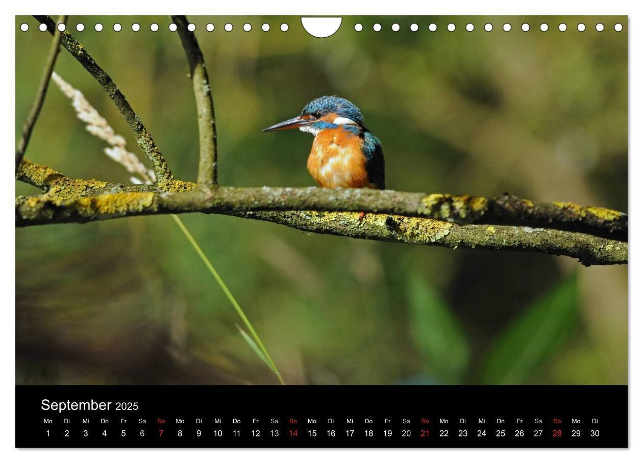 Bild: 9783435501229 | Der Eisvogel...fliegendes Juwel (Wandkalender 2025 DIN A4 quer),...