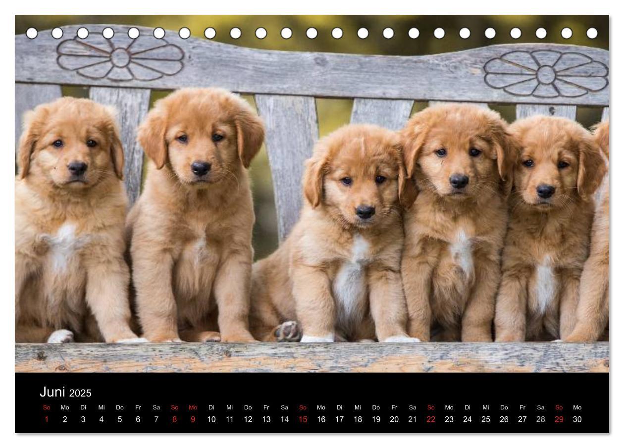 Bild: 9783435626076 | Toller - Nova Scotia Duck Tolling Retriever (Tischkalender 2025 DIN...