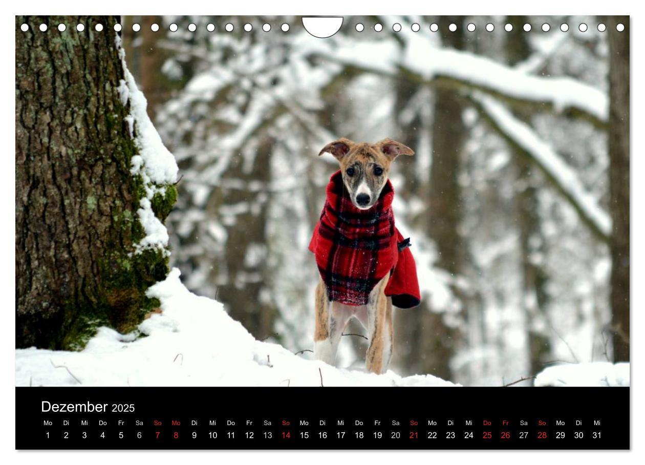 Bild: 9783435651290 | Whippet 2025 (Wandkalender 2025 DIN A4 quer), CALVENDO Monatskalender