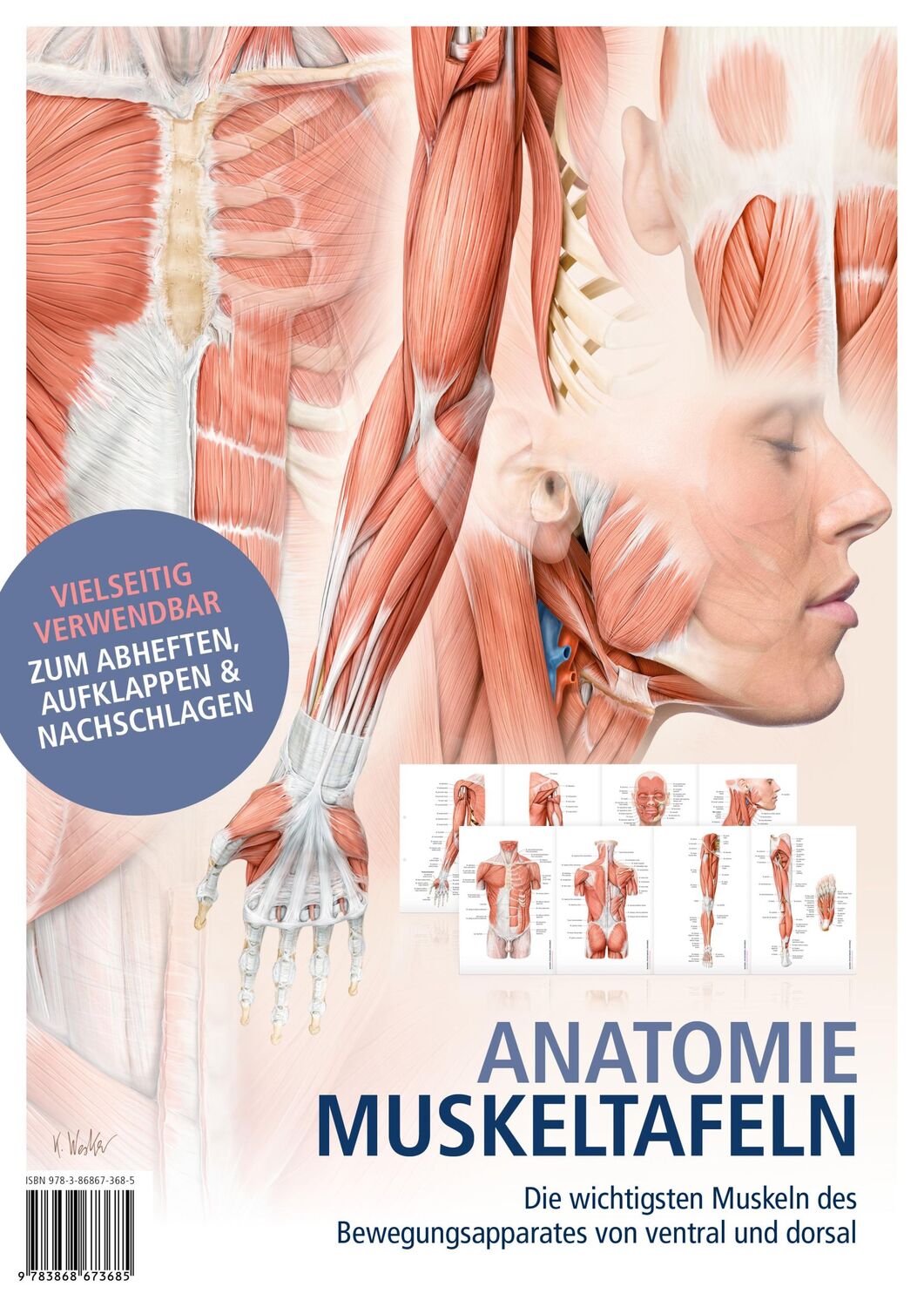 Cover: 9783868673685 | Anatomie-Muskeltafeln | Poster | 8 S. | Deutsch | 2017