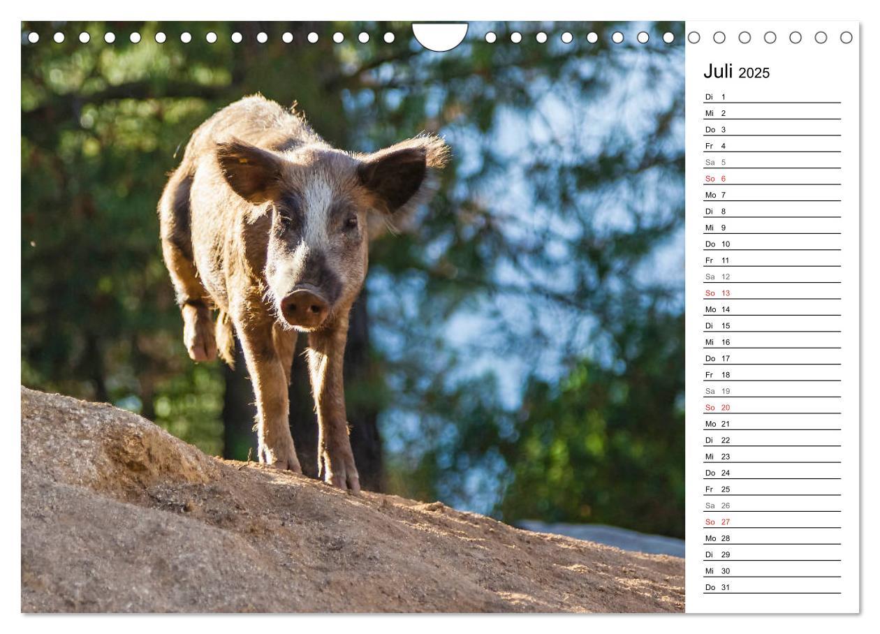 Bild: 9783435158263 | Wildromatisches Korsika (Wandkalender 2025 DIN A4 quer), CALVENDO...