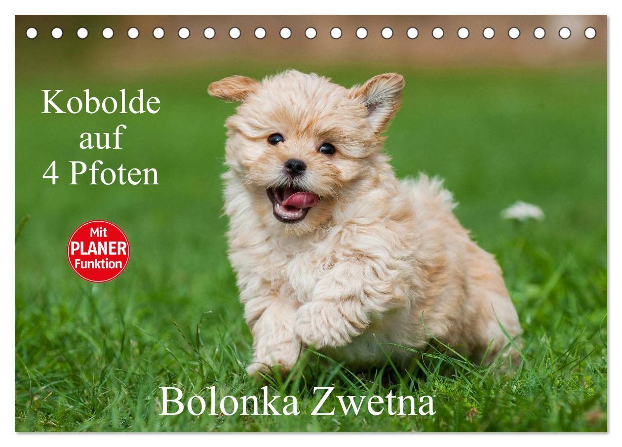 Cover: 9783435544486 | Kobolde auf 4 Pfoten - Bolonka Zwetna (Tischkalender 2025 DIN A5...