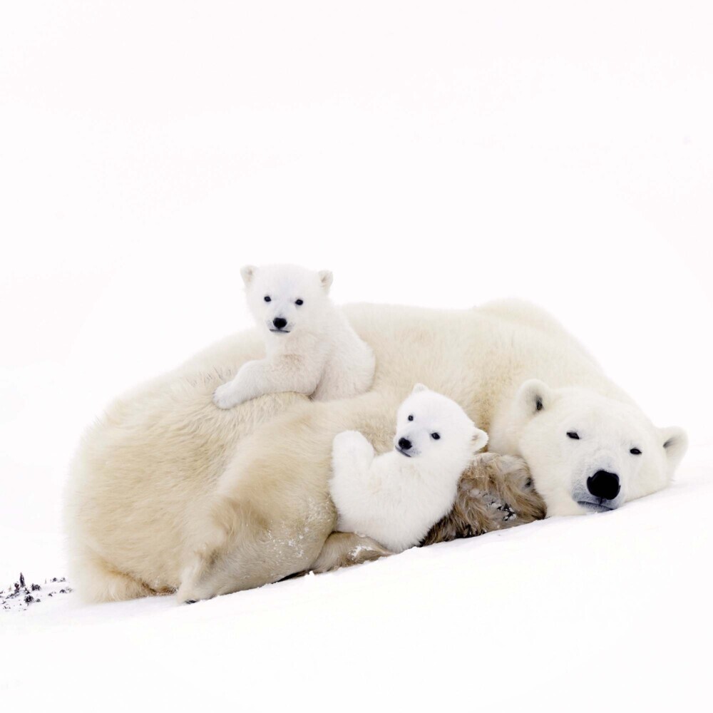 Bild: 9783959294638 | Polar Bears/Eisbärchen 2025 | Kalender 2025 | Kalender | Drahtheftung