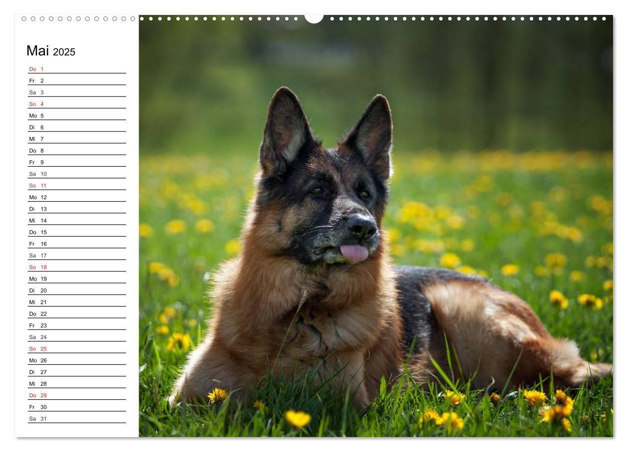 Bild: 9783435473465 | Deutsche Schäferhunde - Liebenswerte Graunasen (Wandkalender 2025...