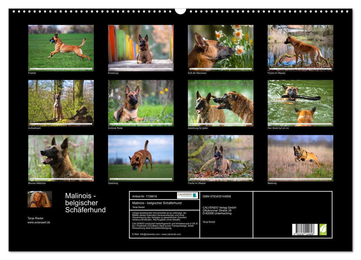 Bild: 9783435144808 | Malinois - belgischer Schäferhund (Wandkalender 2025 DIN A2 quer),...