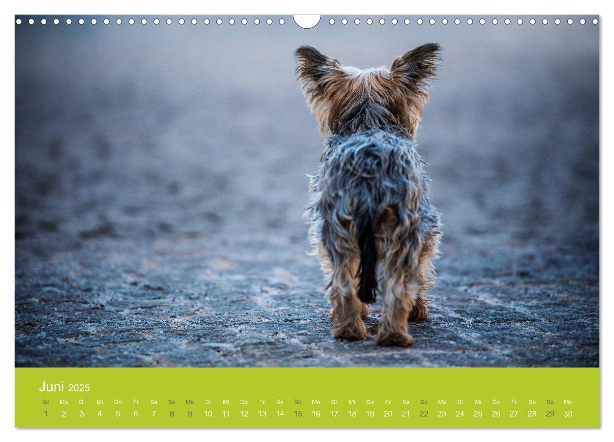 Bild: 9783435229130 | Traumschnauzen (Wandkalender 2025 DIN A3 quer), CALVENDO...