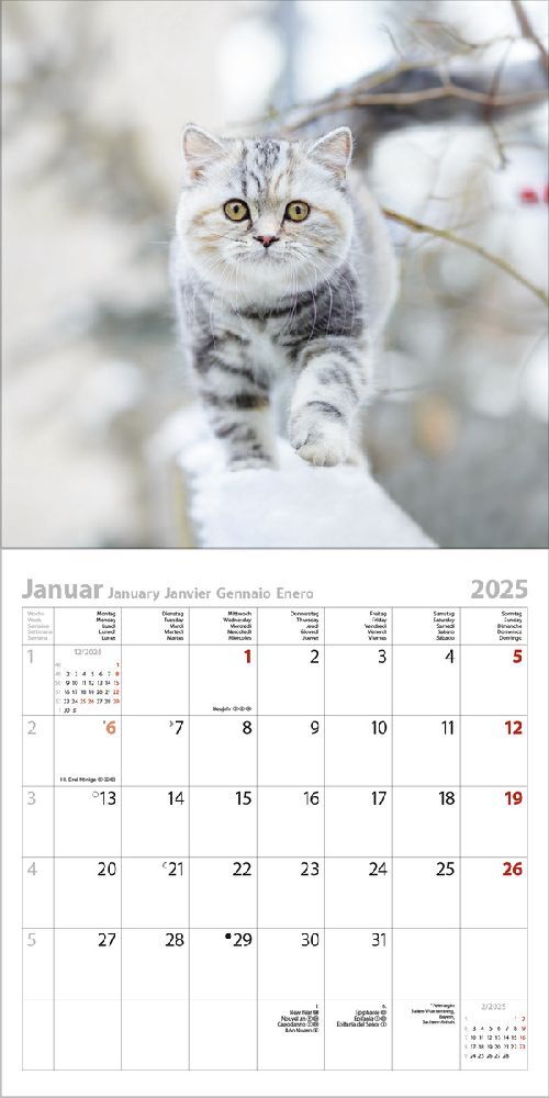 Bild: 9783731876373 | Cats 2025 | Korsch Verlag | Kalender | Englisch Broschur | 13 S.