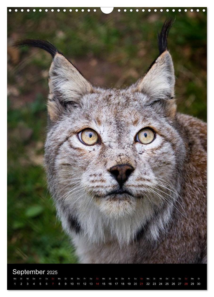 Bild: 9783457007044 | Der Luchs - Europas größte Samtpfote (Wandkalender 2025 DIN A3...