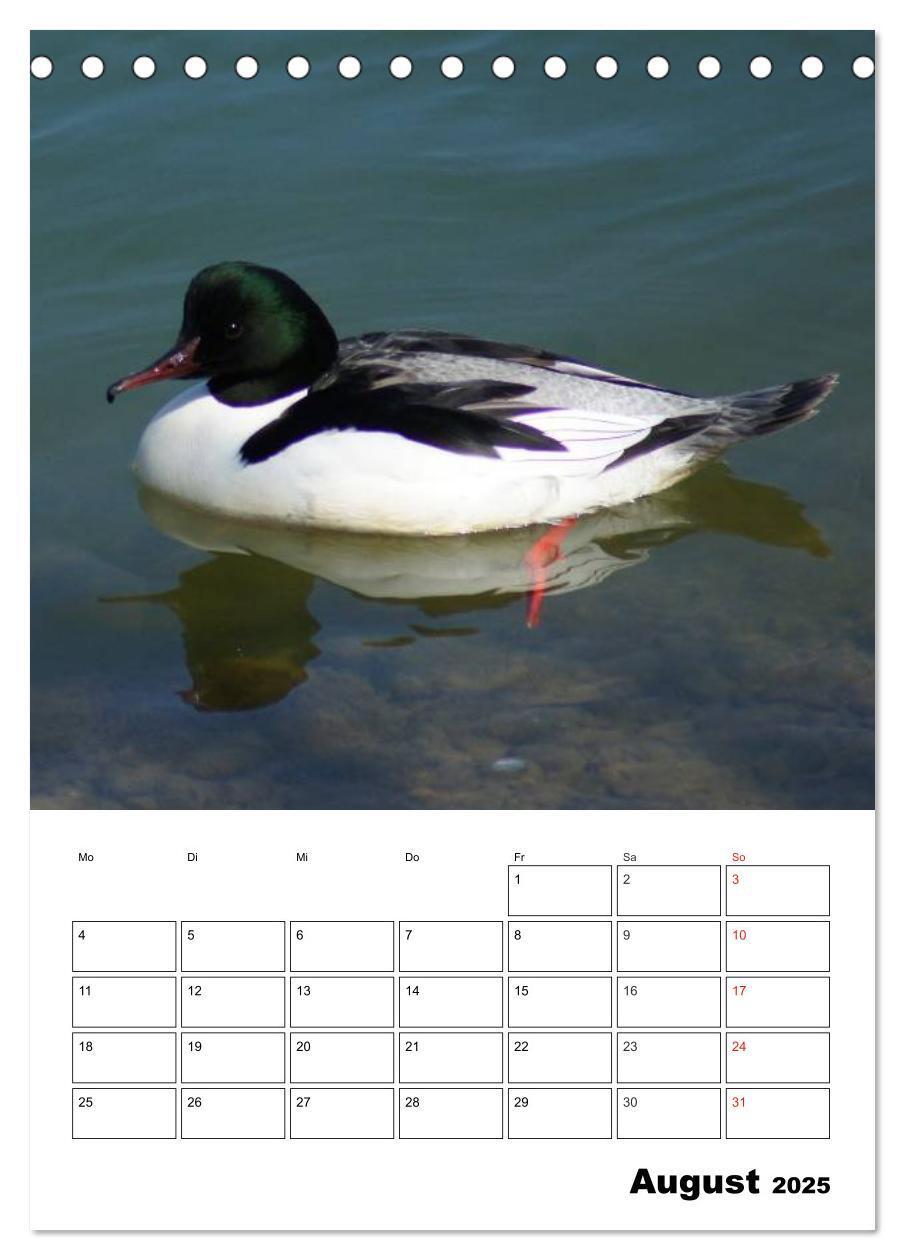 Bild: 9783457000076 | Liebenswerte Enten (Tischkalender 2025 DIN A5 hoch), CALVENDO...