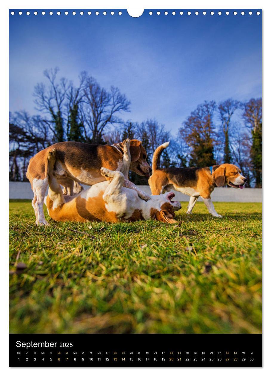 Bild: 9783435994915 | Beagle Action - Wilde Kuscheltiere (Wandkalender 2025 DIN A3 hoch),...