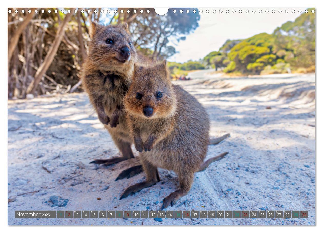 Bild: 9783383864384 | Big Five Australiens Buckelwal, Walhai, Orca, Quokka,Känguru...