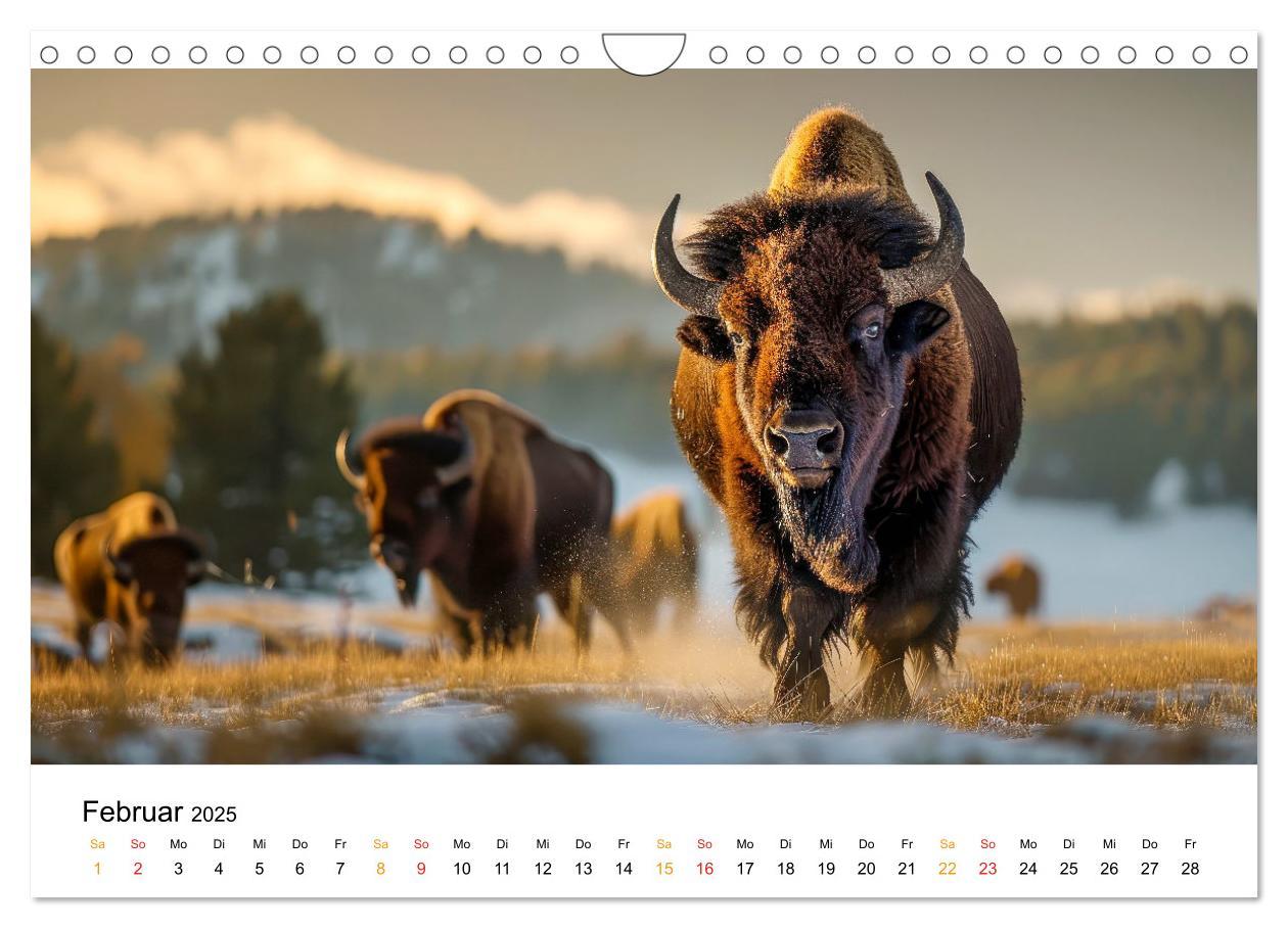 Bild: 9783457238349 | Büffel - Ikonen der Wildnis (Wandkalender 2025 DIN A4 quer),...