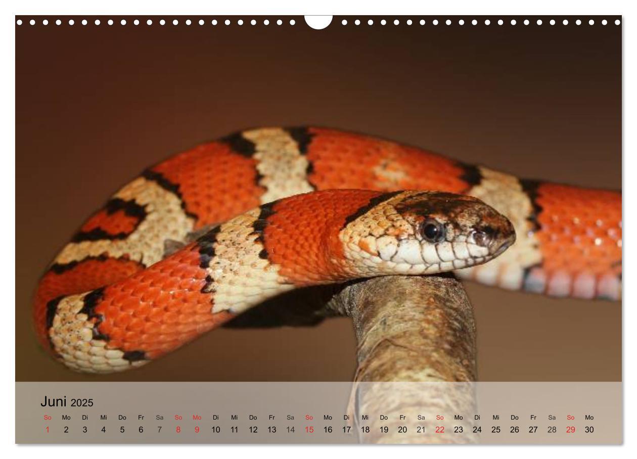 Bild: 9783435625352 | Reptilien Schlangen, Echsen und Co. (Wandkalender 2025 DIN A3...