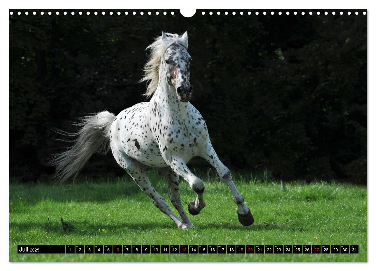 Bild: 9783435555888 | Traumpferde - Fürstliche Hofreitschule Bückeburg (Wandkalender 2025...