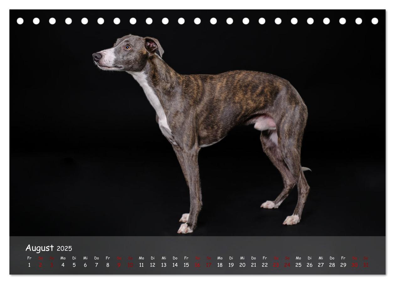 Bild: 9783383890536 | Whippets - Seelenhunde fürs Leben (Tischkalender 2025 DIN A5 quer),...