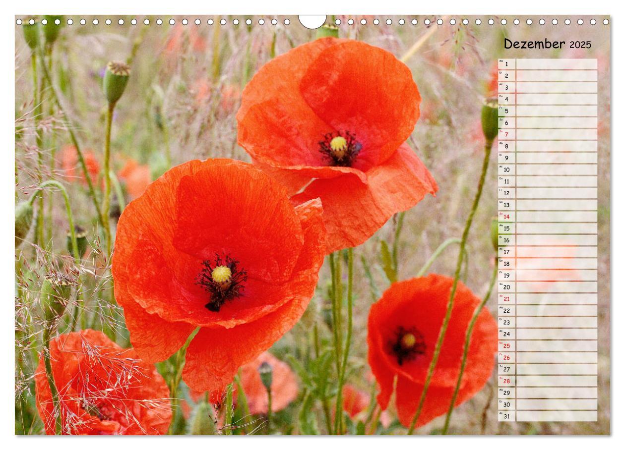 Bild: 9783435288137 | Klatschmohn im Feld (Wandkalender 2025 DIN A3 quer), CALVENDO...