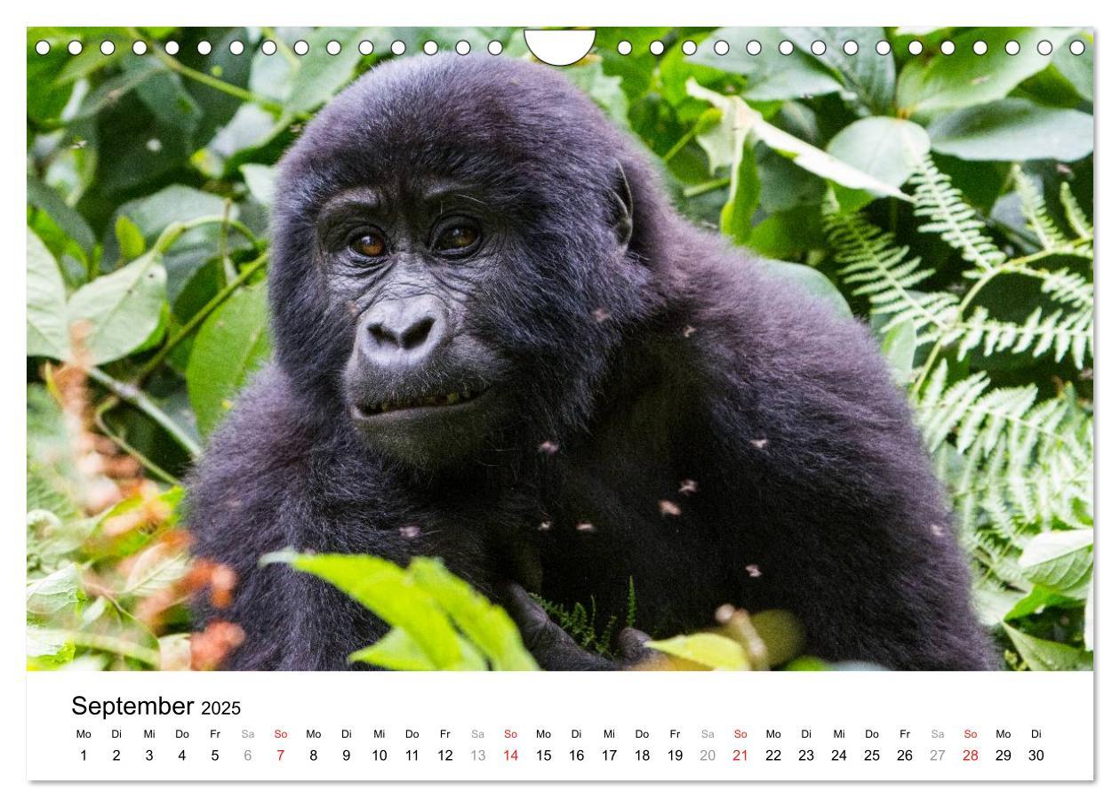 Bild: 9783435603589 | Uganda - die Perle Afrikas (Wandkalender 2025 DIN A4 quer),...