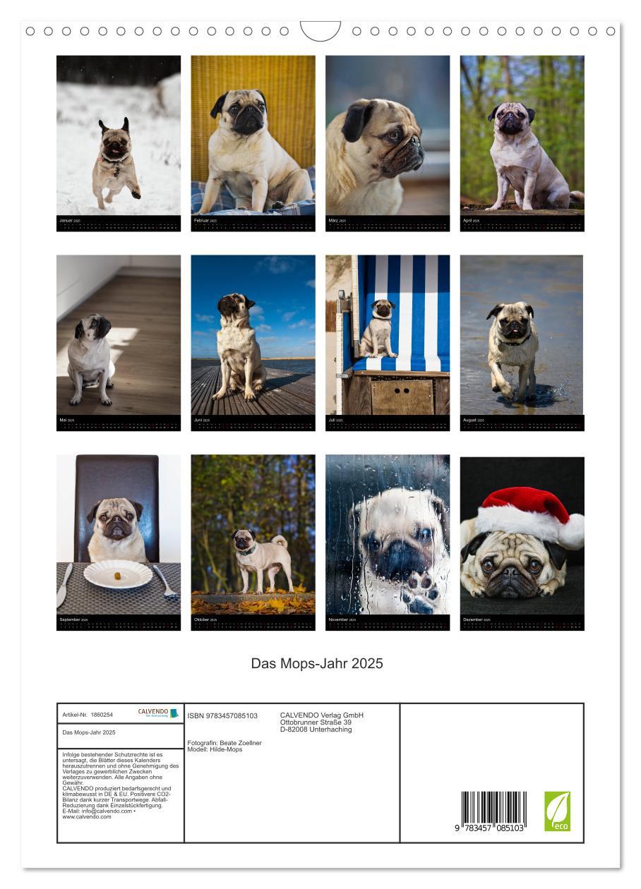 Bild: 9783457085103 | Das Mops-Jahr 2025 (Wandkalender 2025 DIN A3 hoch), CALVENDO...