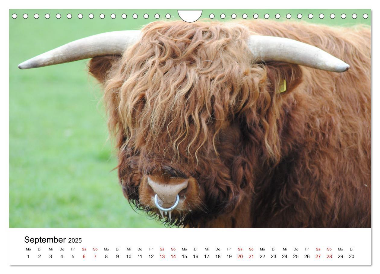 Bild: 9783435013999 | Die Schottischen Hochlandrinder und ihr Nachwuchs (Wandkalender...