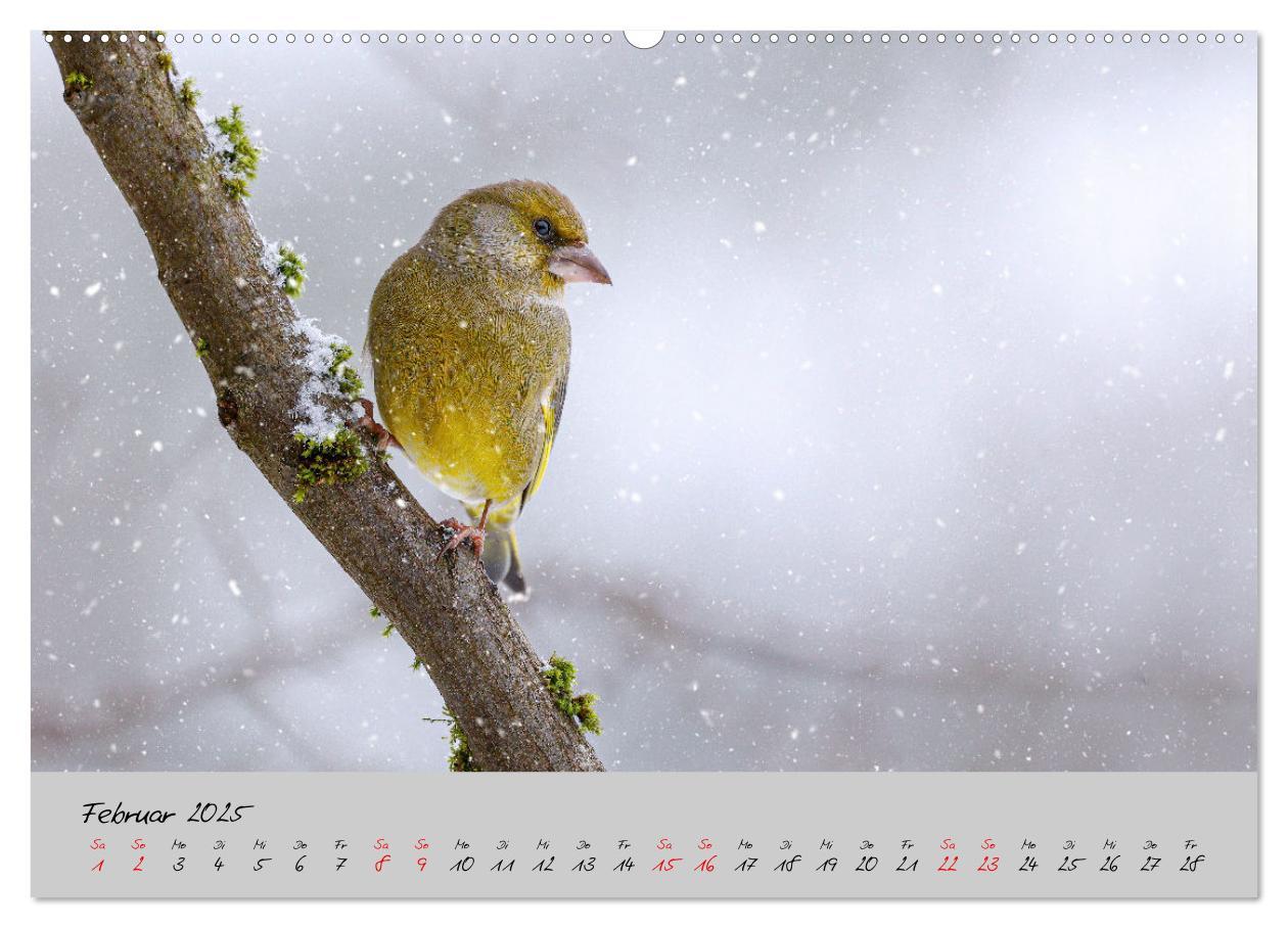 Bild: 9783435059508 | Bunte Vögel am Futterplatz (hochwertiger Premium Wandkalender 2025...