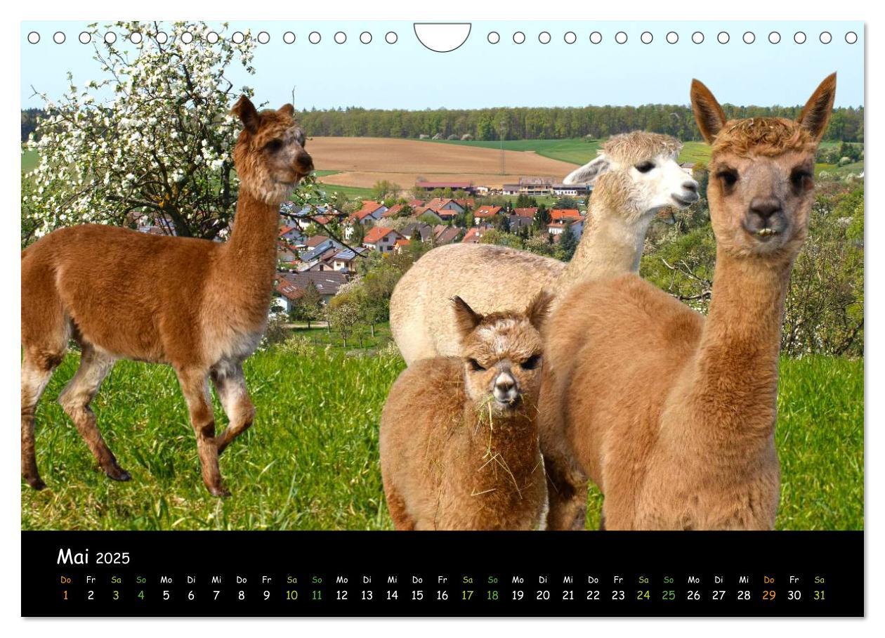 Bild: 9783435562565 | Alpakas zum Verlieben (Wandkalender 2025 DIN A4 quer), CALVENDO...