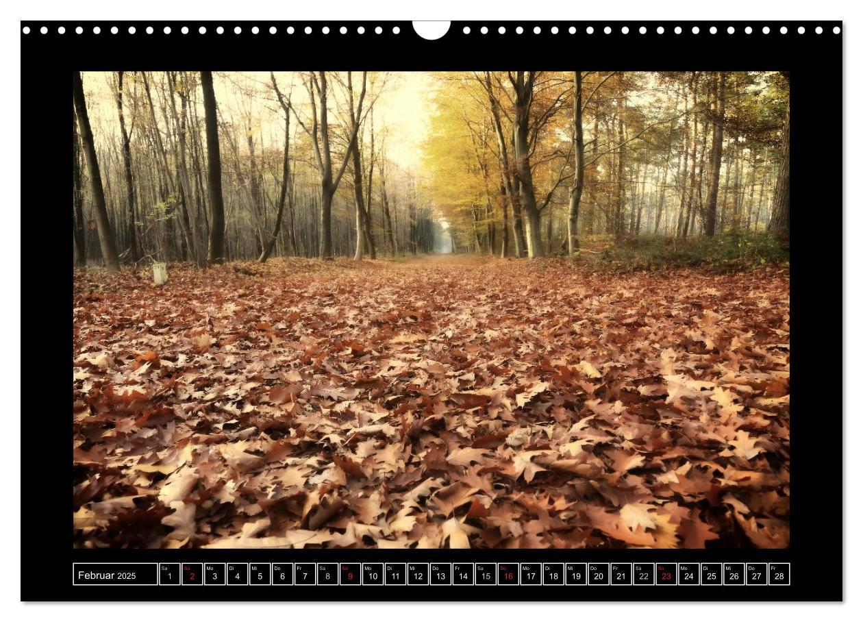 Bild: 9783435494620 | Der Reichswald bei Kleve (Wandkalender 2025 DIN A3 quer), CALVENDO...