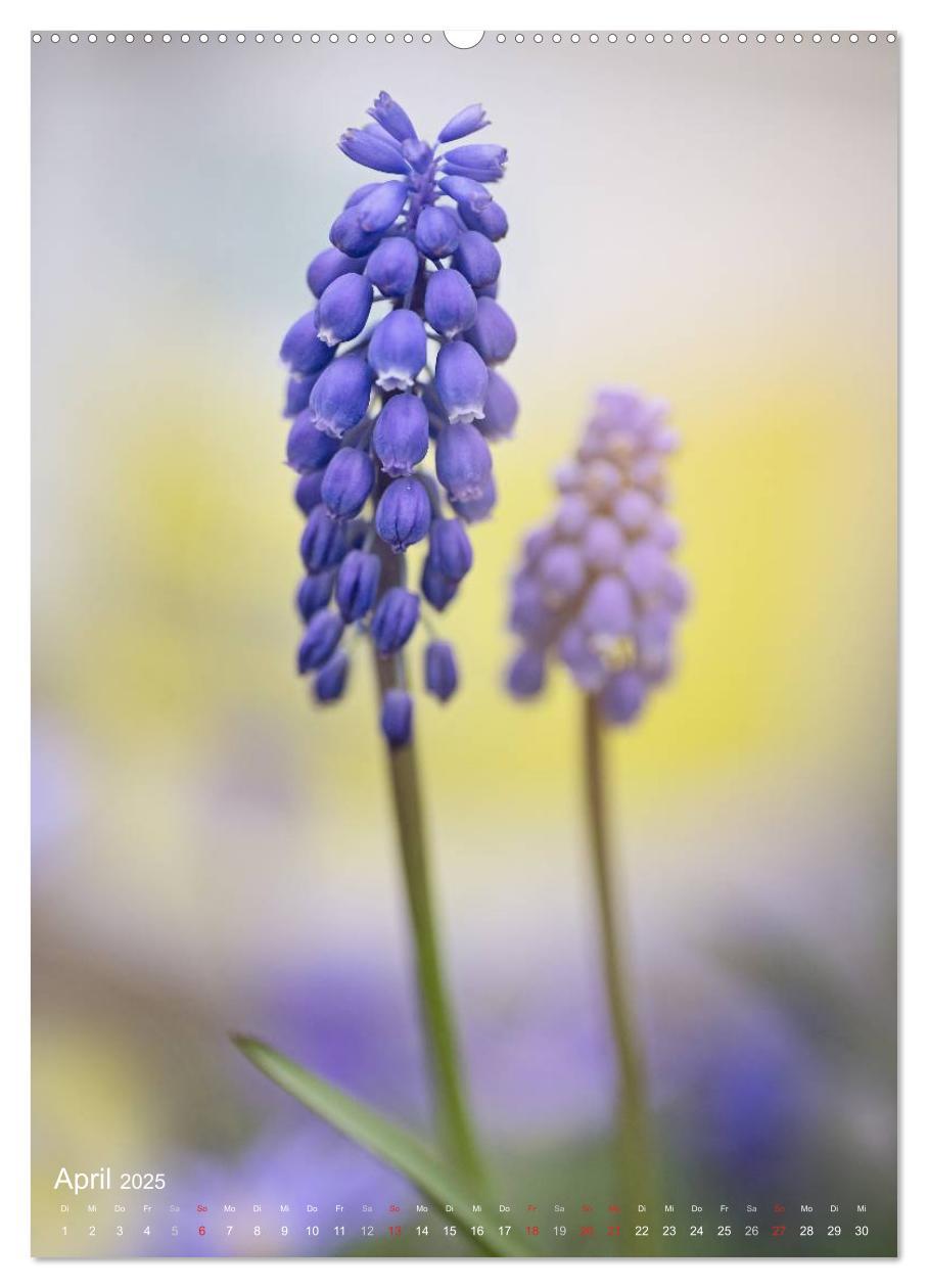 Bild: 9783457017319 | NATUR PUR Kleine Blumen am Wegesrand (Wandkalender 2025 DIN A2...