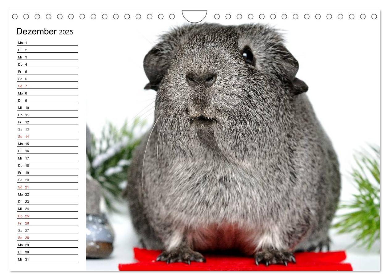 Bild: 9783435719686 | Meerschweinchen Niedliche Herzensbrecher (Wandkalender 2025 DIN A4...