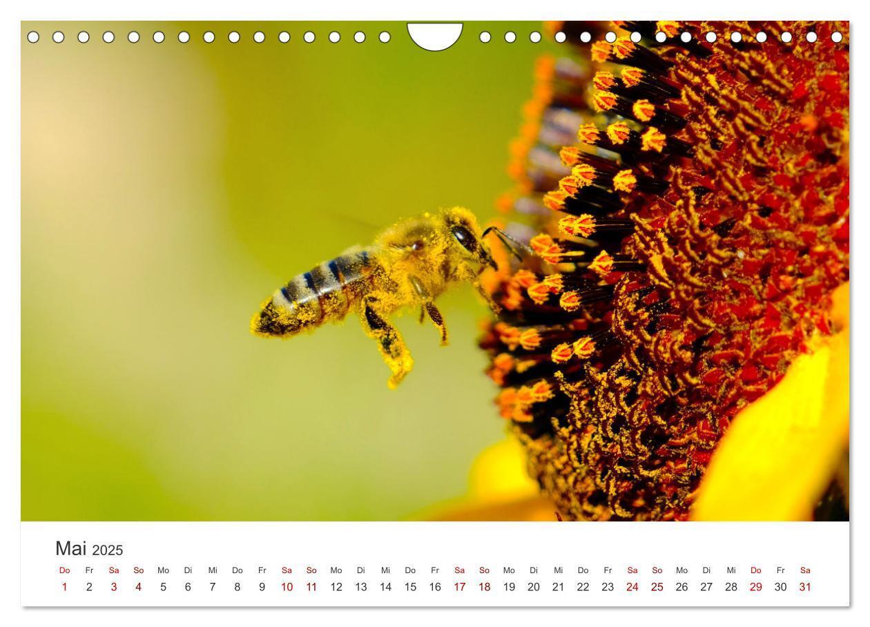 Bild: 9783383927485 | Die Welt der fleißigen Bienen (Wandkalender 2025 DIN A4 quer),...