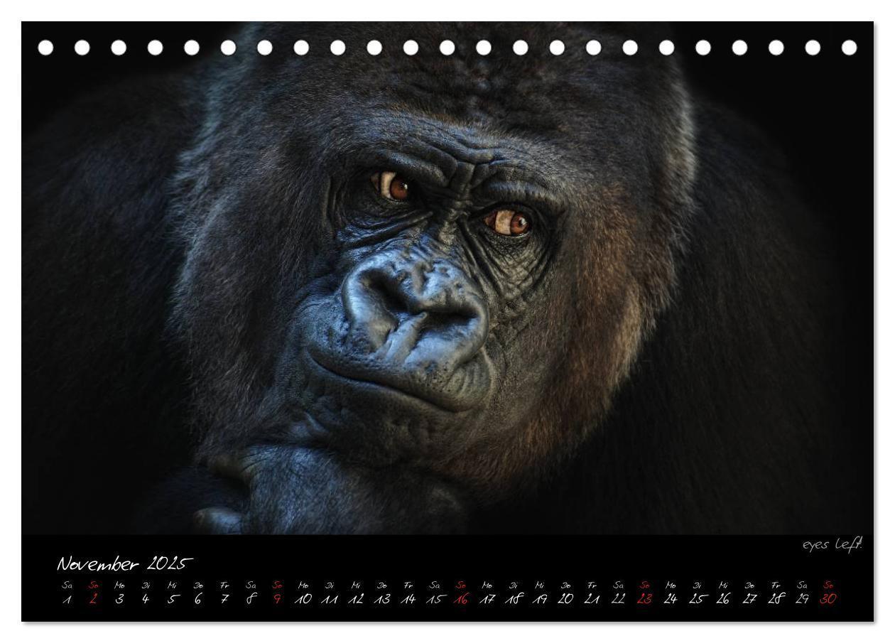 Bild: 9783435726028 | Gorilla (Tischkalender 2025 DIN A5 quer), CALVENDO Monatskalender