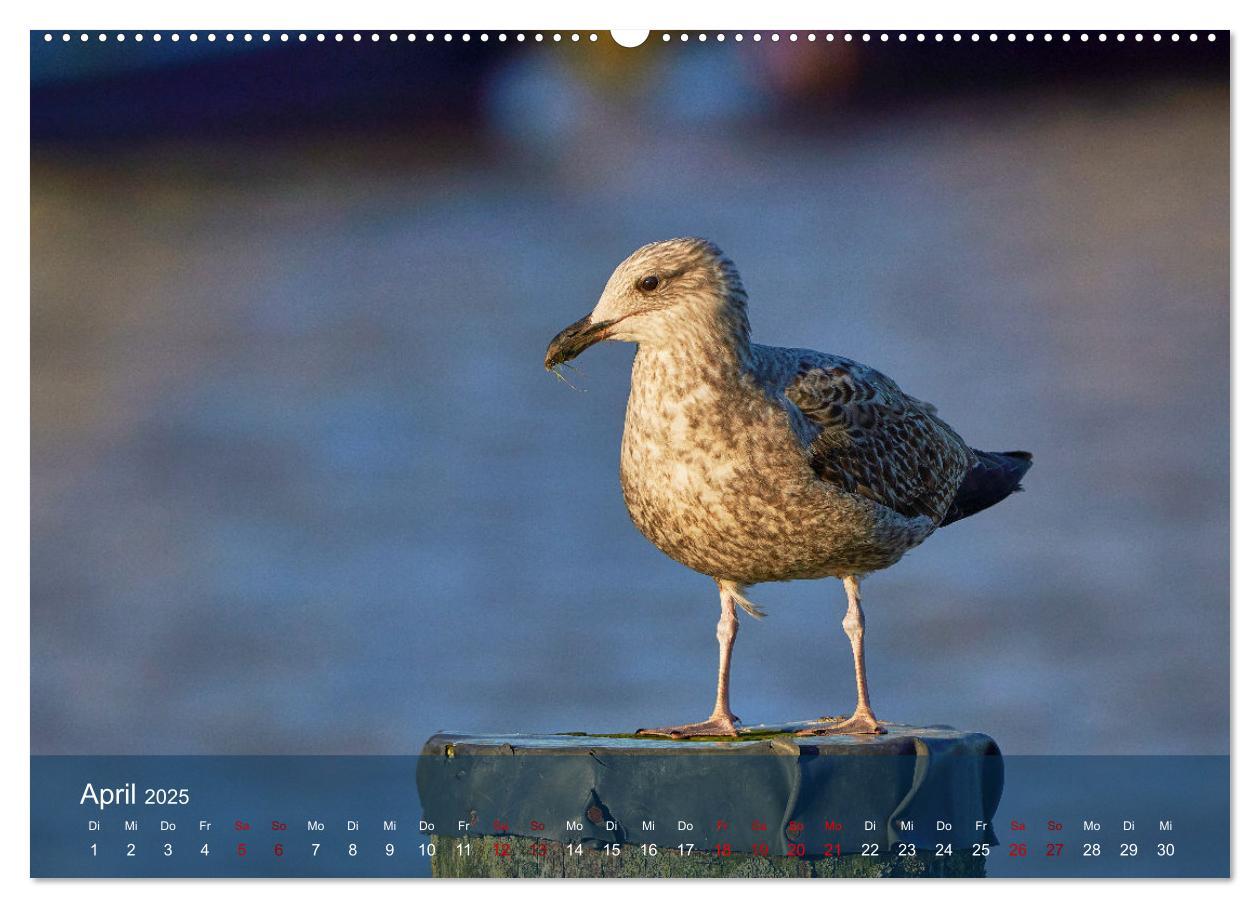 Bild: 9783435020027 | Vögel an Deutschlands Küsten (Wandkalender 2025 DIN A2 quer),...