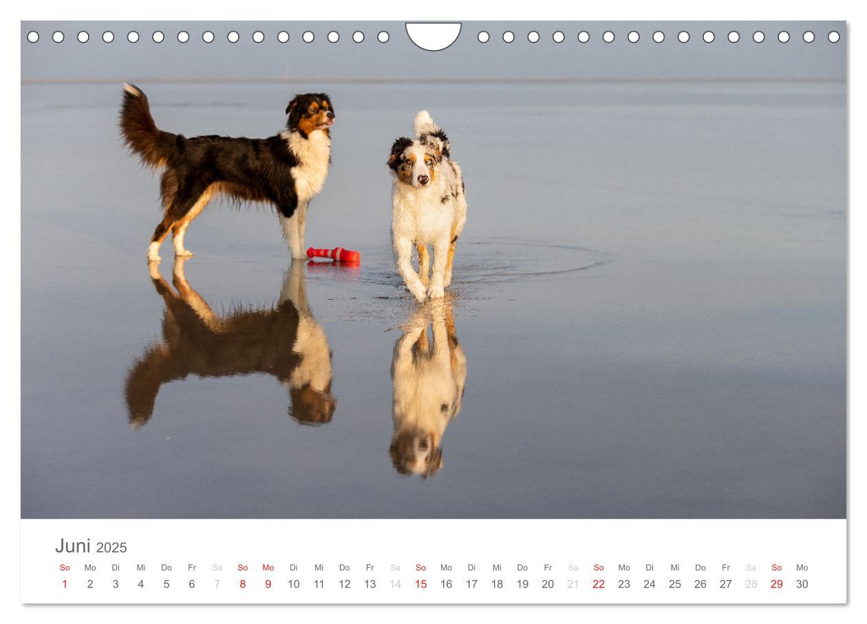 Bild: 9783435673032 | Australian Shepherd 2025 (Wandkalender 2025 DIN A4 quer), CALVENDO...