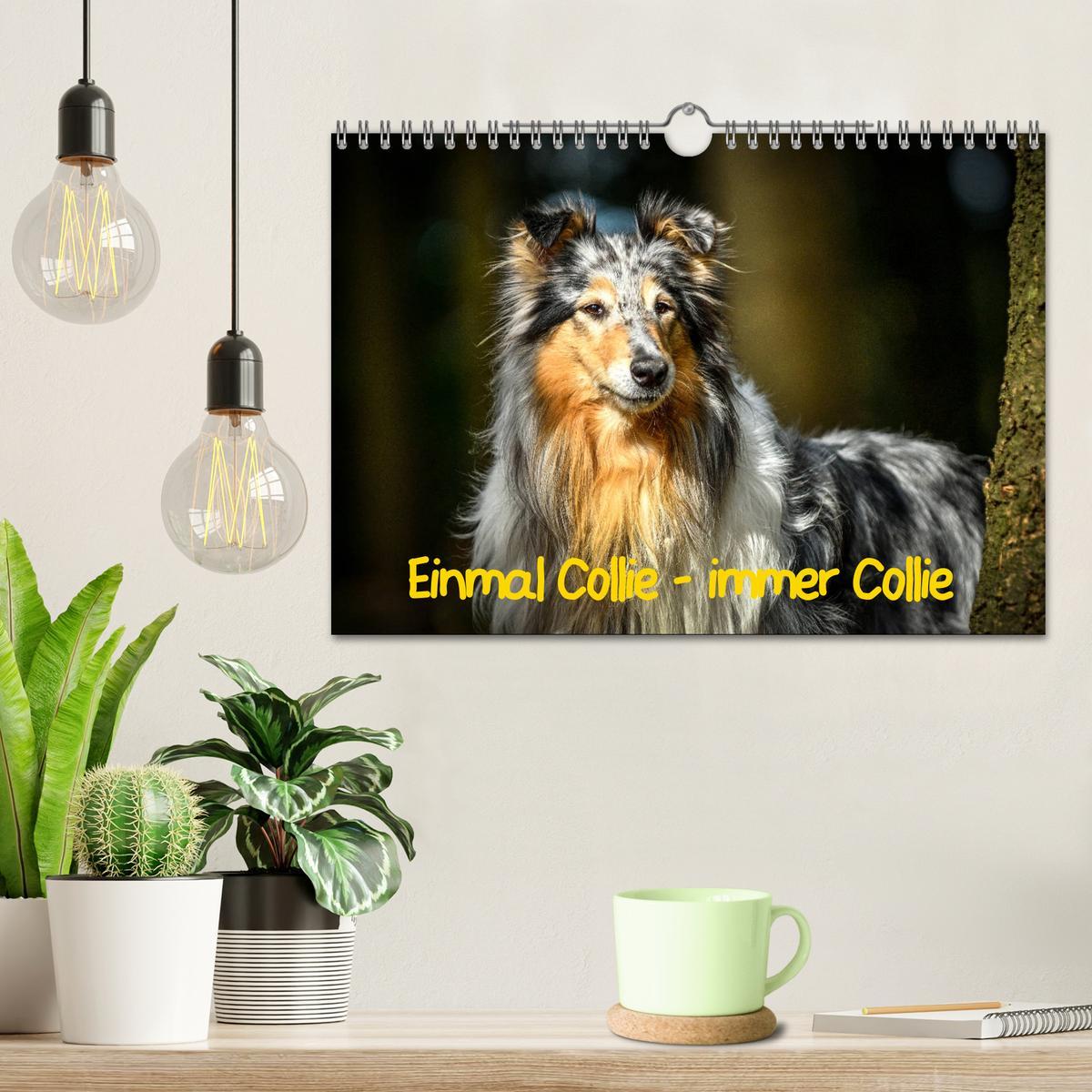 Bild: 9783435314522 | Einmal Collie - immer Collie (Wandkalender 2025 DIN A4 quer),...