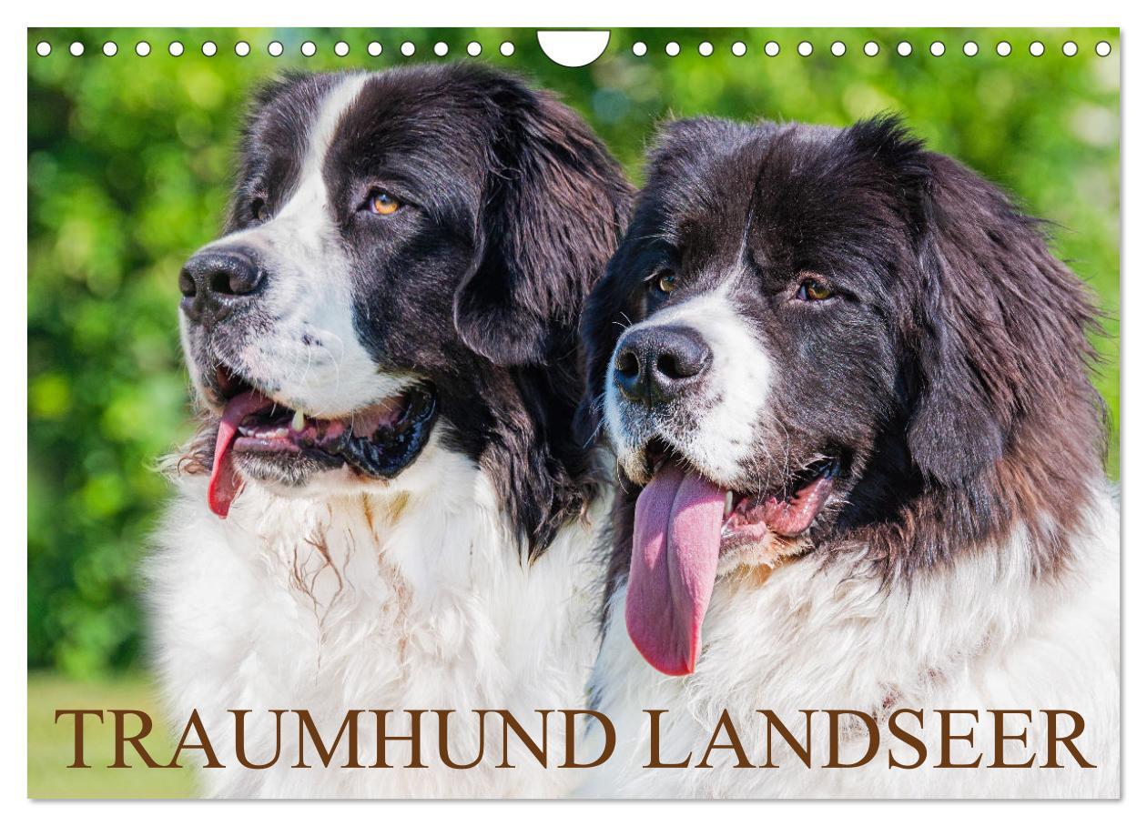 Cover: 9783383859618 | Traumhund Landseer (Wandkalender 2025 DIN A4 quer), CALVENDO...