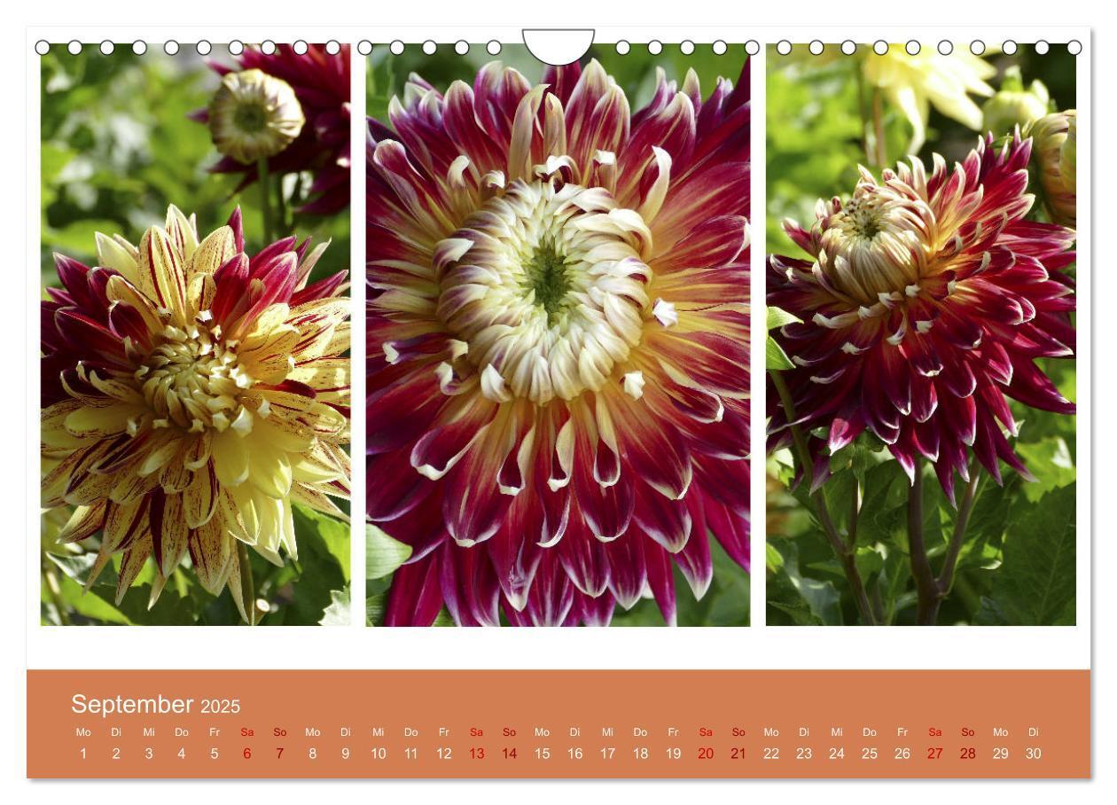 Bild: 9783435376674 | Dahlien-Triplets (Wandkalender 2025 DIN A4 quer), CALVENDO...