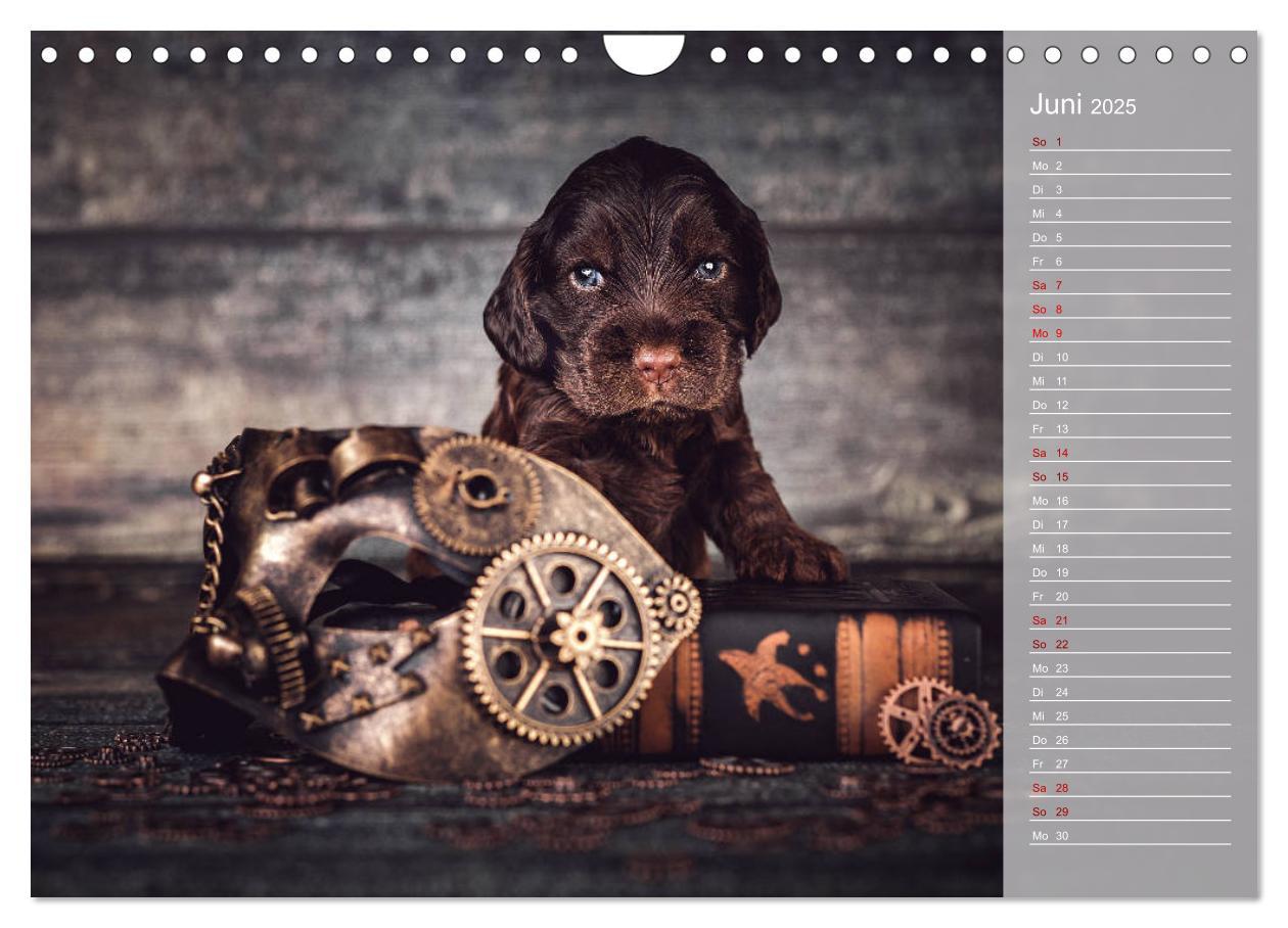 Bild: 9783435330980 | Englische Cocker Spaniel Welpen (Wandkalender 2025 DIN A4 quer),...