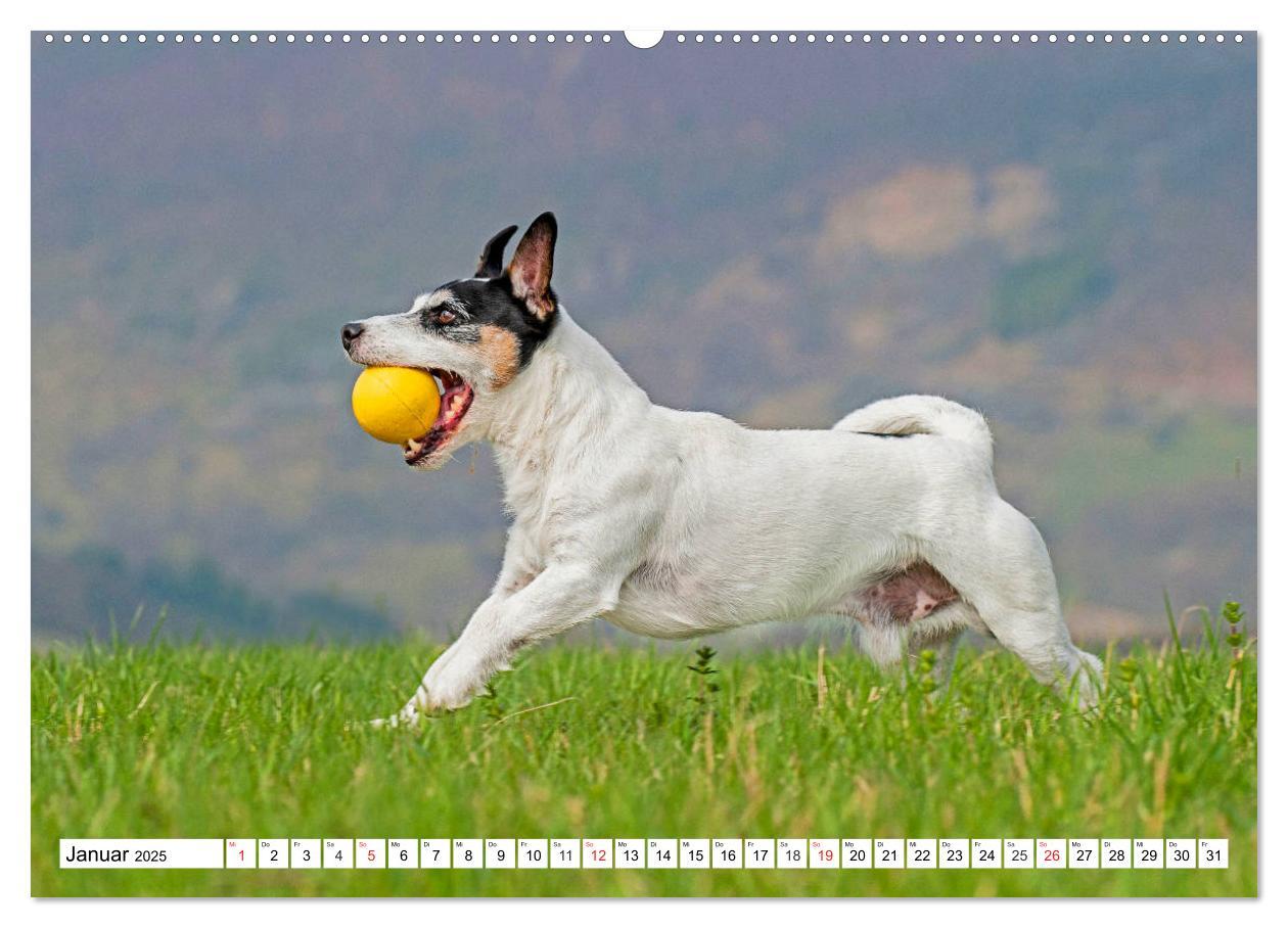 Bild: 9783435250028 | 100000 Volt auf vier Pfoten - Jack und Parson Russell Terrier...