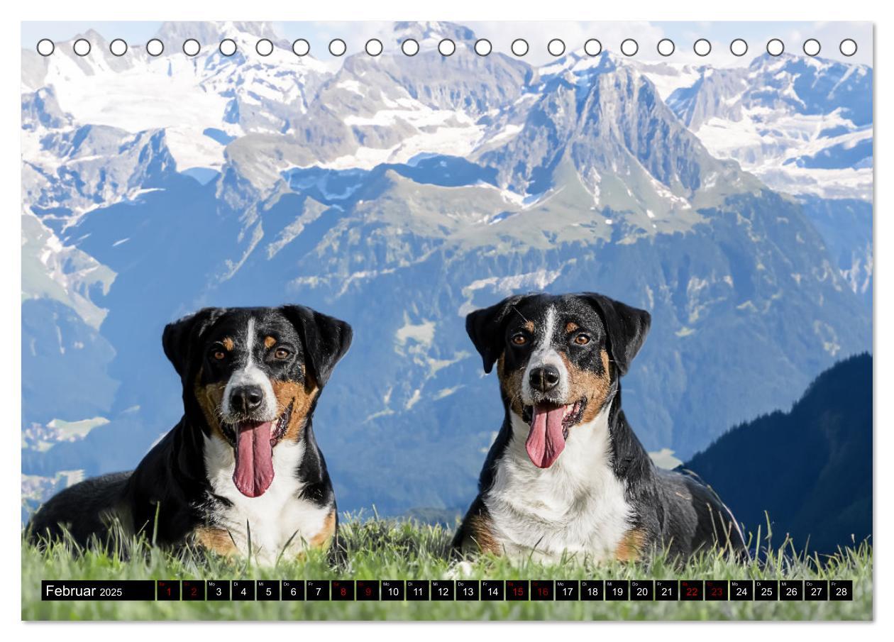 Bild: 9783383850127 | Appenzeller Sennenhunde - Fröhliche Kameraden (Tischkalender 2025...