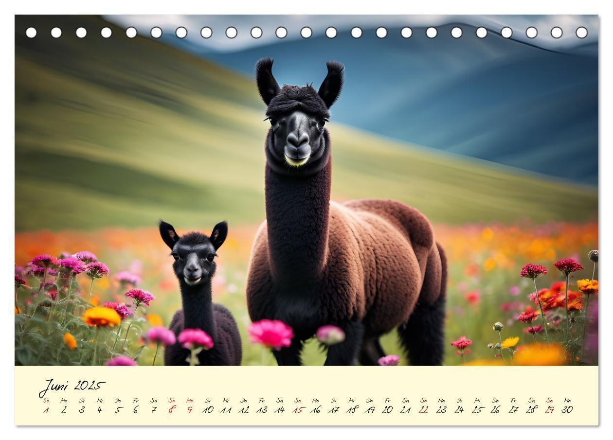 Bild: 9783457189641 | Alpakas, die sanften Andenbewohner (Tischkalender 2025 DIN A5...