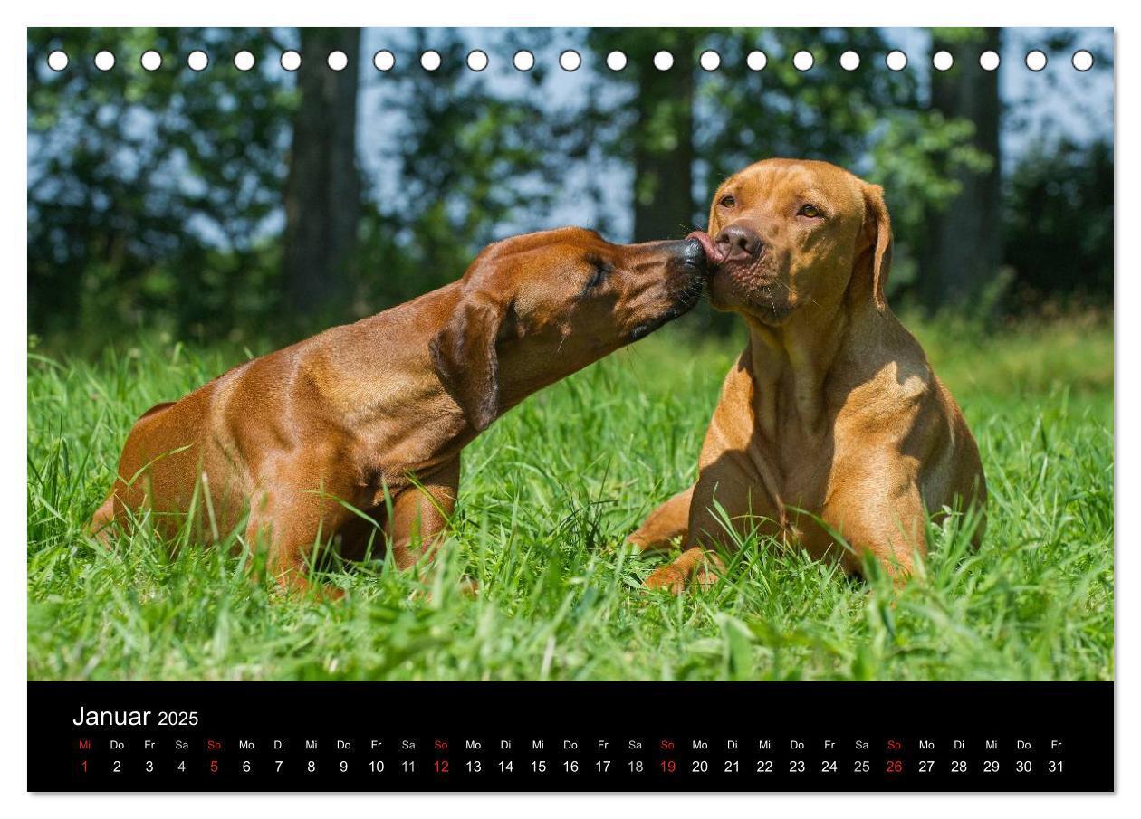 Bild: 9783435758890 | Rhodesian Ridgeback 2025 (Tischkalender 2025 DIN A5 quer), CALVENDO...