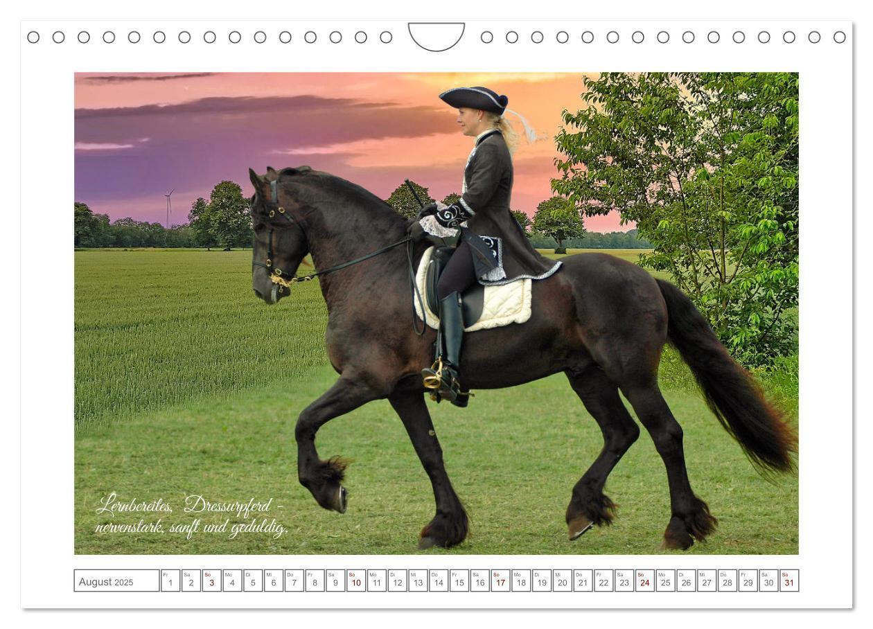 Bild: 9783383869808 | Friesen - elegant und kraftvoll (Wandkalender 2025 DIN A4 quer),...