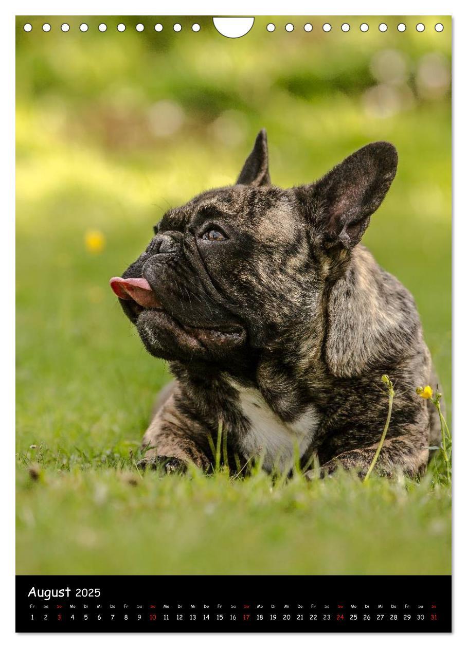 Bild: 9783457063538 | Französische Bulldoggen - Eine Bully Liebeserkärung (Wandkalender...