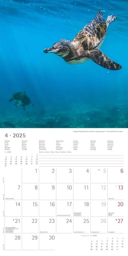 Bild: 4251732343101 | Alpha Edition - Pinguine 2025 Broschürenkalender, 30x30cm,...