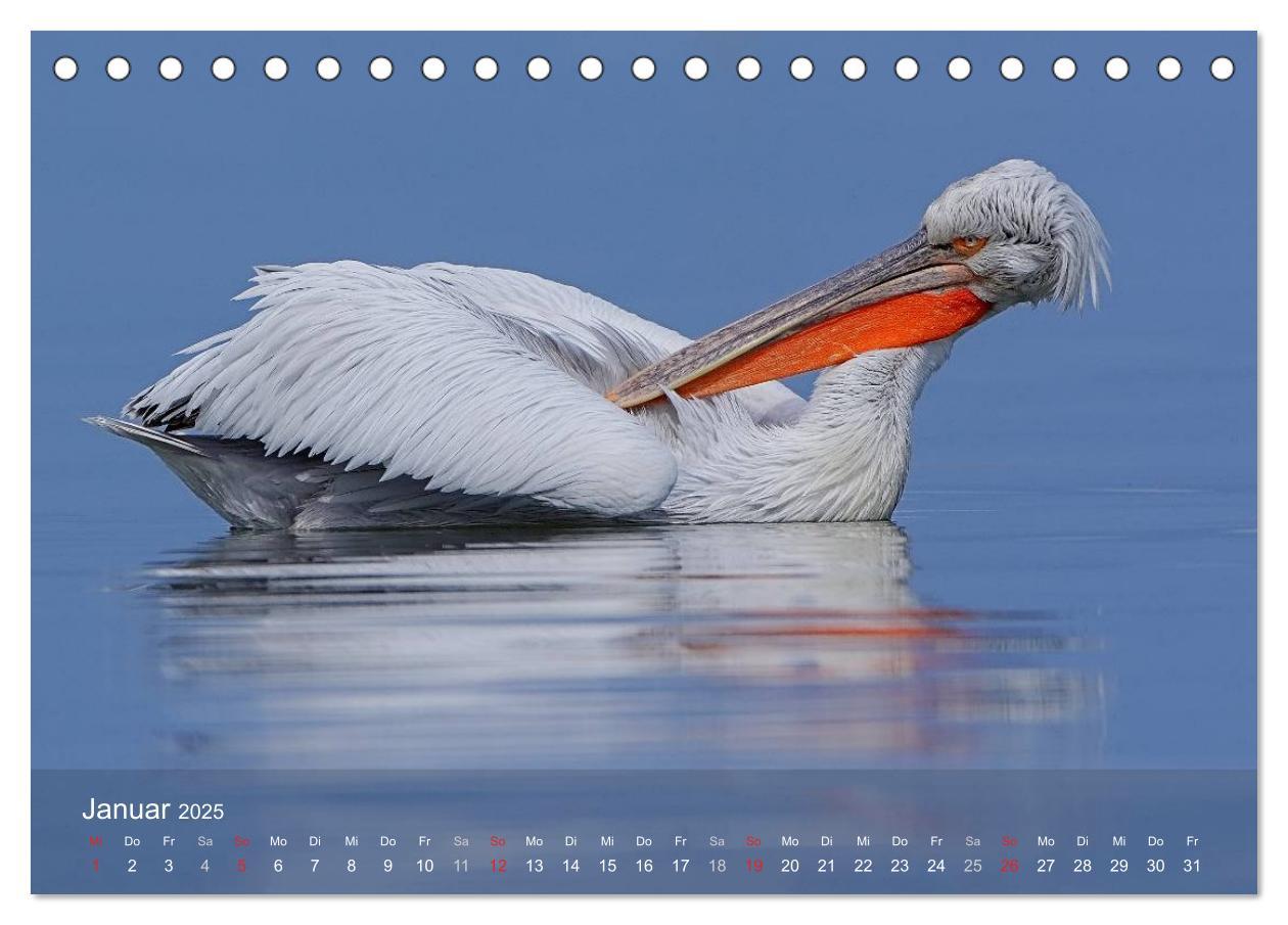 Bild: 9783435698523 | Pelikan-Kalender (Tischkalender 2025 DIN A5 quer), CALVENDO...