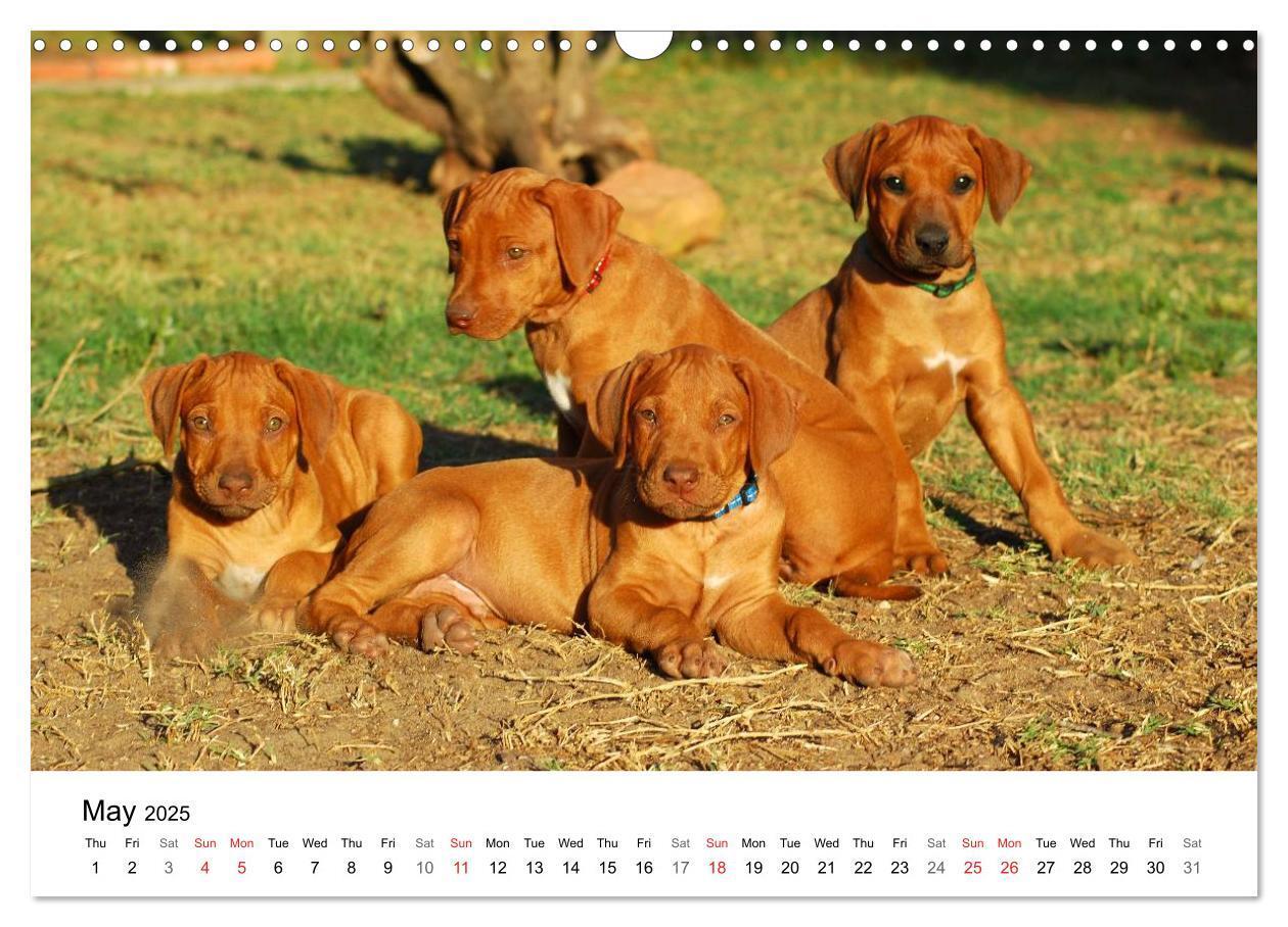 Bild: 9781325960538 | Rhodesian Ridgeback Puppies (Wall Calendar 2025 DIN A3 landscape),...