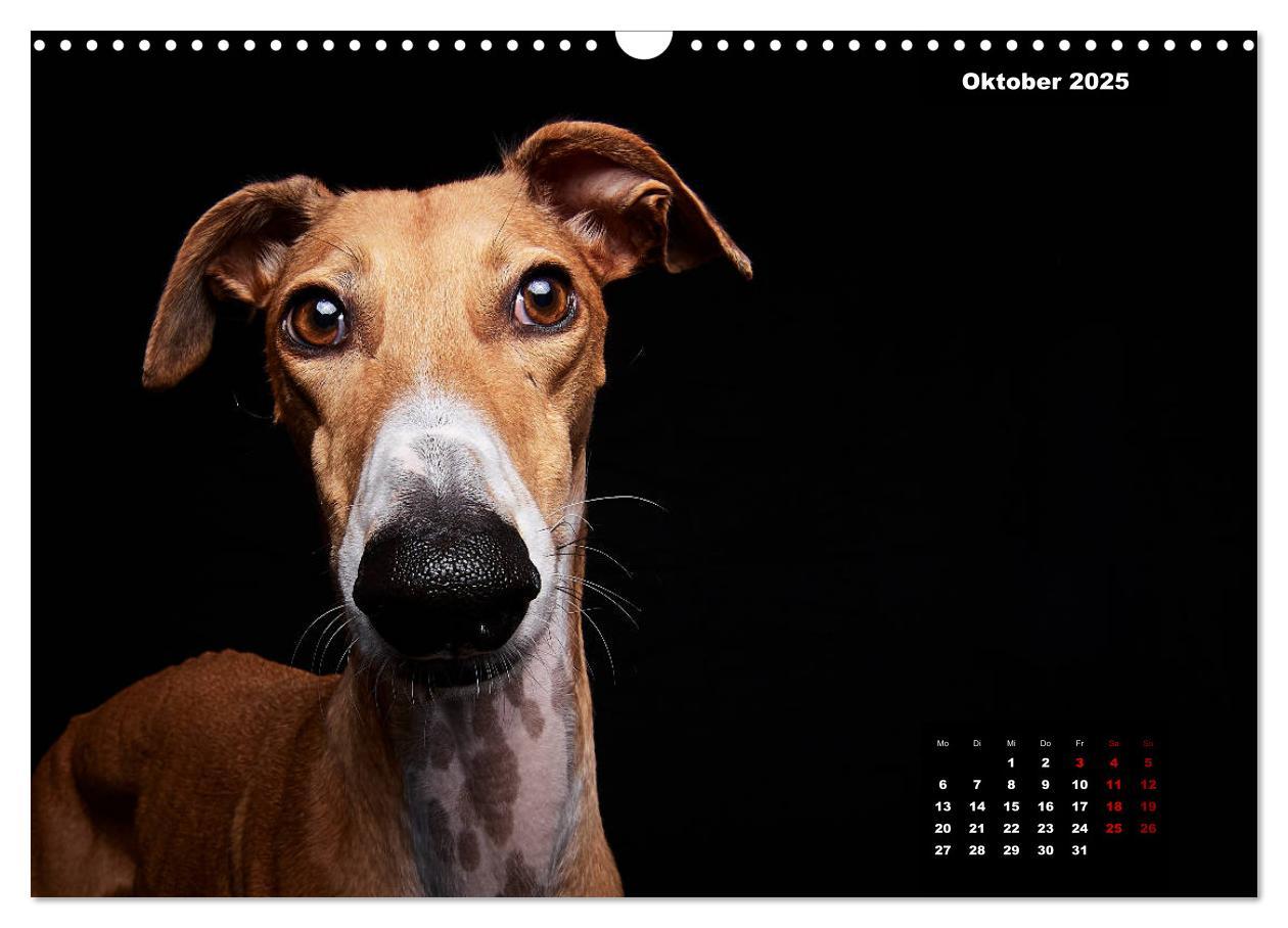 Bild: 9783435228522 | Die Stimme der Windhunde (Wandkalender 2025 DIN A3 quer), CALVENDO...