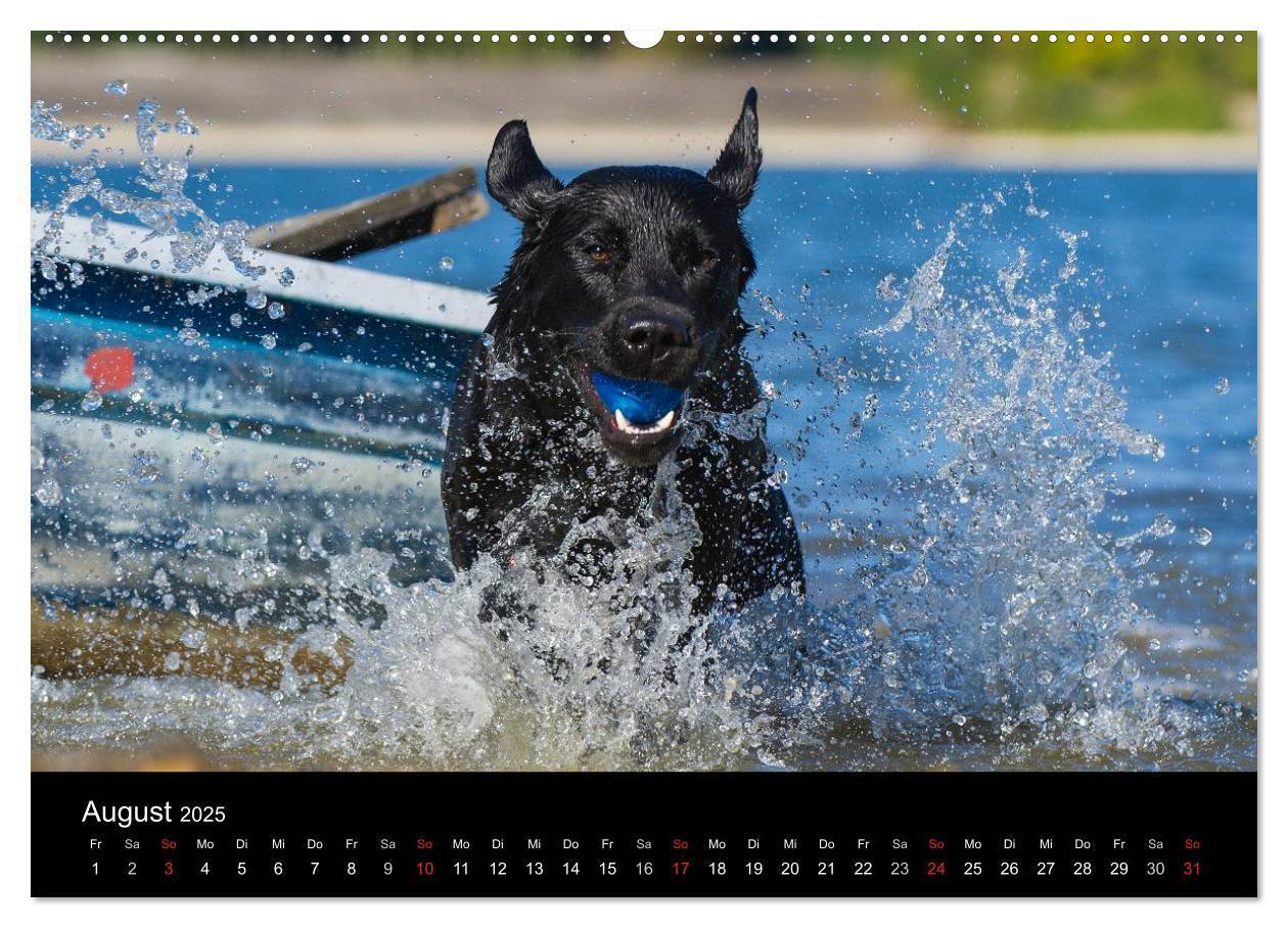 Bild: 9783435760909 | Labrador Retriever 2025 (Wandkalender 2025 DIN A2 quer), CALVENDO...